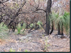 Återhämtning efter skogsbrand