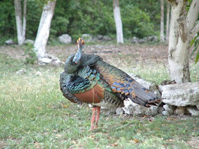 Ocellated_Turkey2.jpg