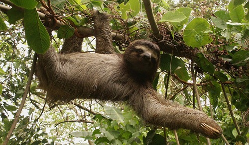 two-toed-sloth