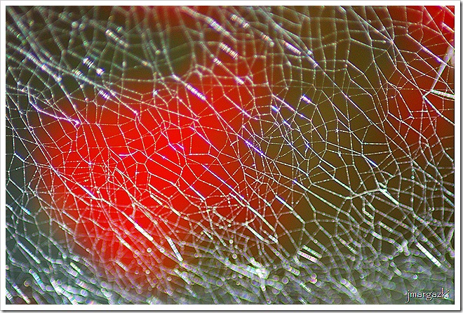 DSC_0042_30001 DSC_0042_30001