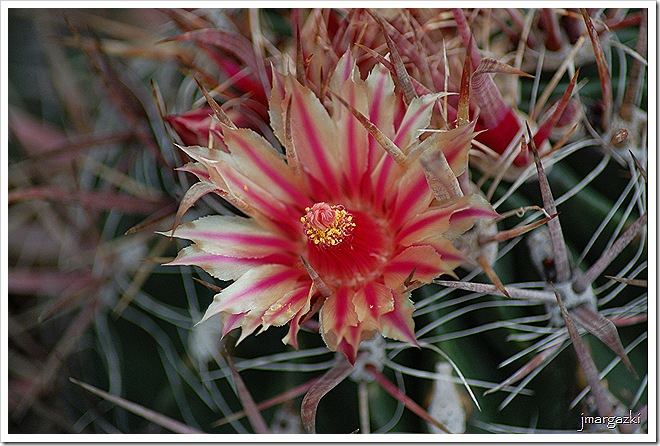DSC_23080001 DSC_23080001