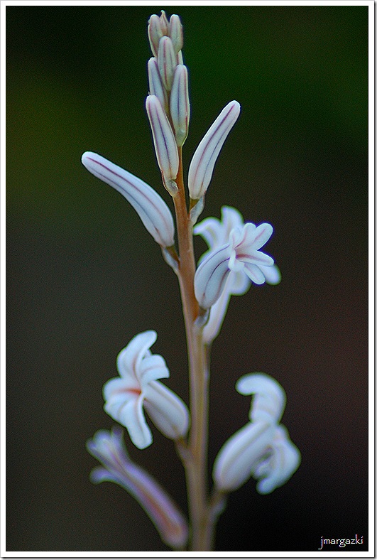 DSC_13150001 DSC_13150001