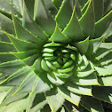 Spiral Aloe