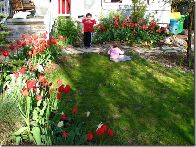 2010-04-09 Tulips 060