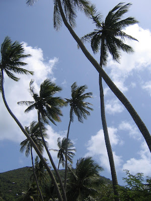 Carribean - palm trees