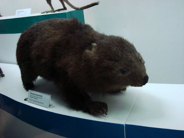 Muzeum Przyrodnicze we Wrocławiu - Wombat tasmański