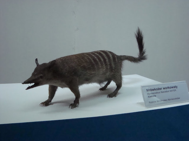 Muzeum Przyrodnicze we Wrocławiu - Mrówkożer workowaty