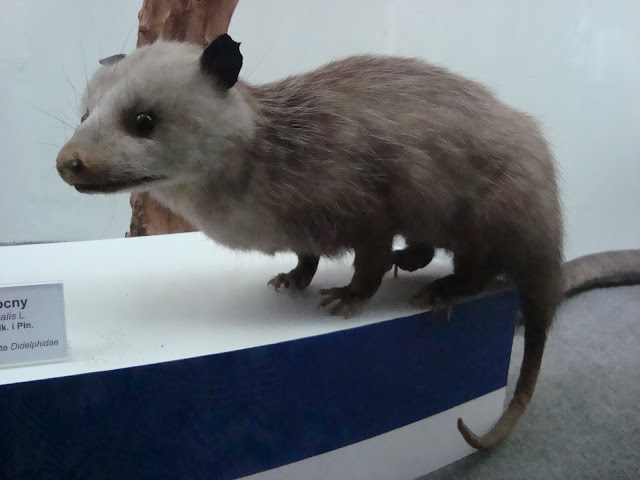 Muzeum Przyrodnicze we Wrocławiu - Dydelf północny
