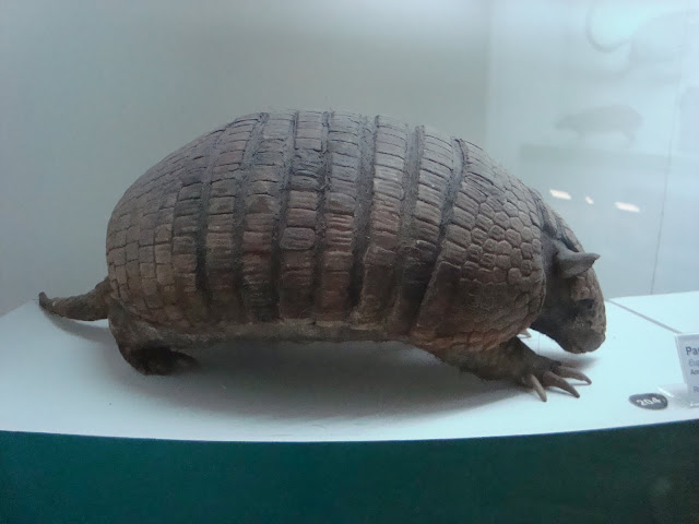 Muzeum Przyrodnicze we Wrocławiu - Pancernik