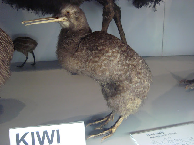 Muzeum Przyrodnicze we Wrocławiu - Kiwi mały
