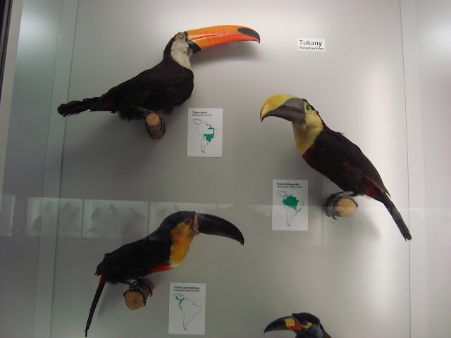 Muzeum Przyrodnicze we Wrocławiu - Tukany