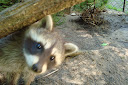 ZOO Nowy Tomyśl (2010)