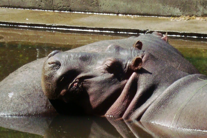 Hipopotamy nilowe z oliwskiego zoo