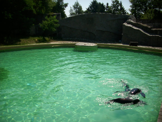 Basen kotików we wrocławskim zoo - lato 2010