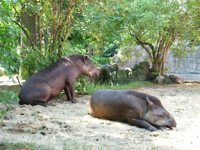 Wrocławskie tapiry anta na wybiegu zewnętrznym - lato 2010