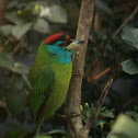 Blue-throated Barbet