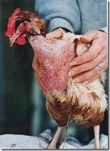 A hen  rescued from a battery cage