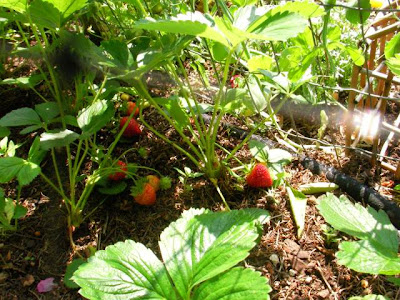 strawberries almost ready! strawberries almost ready!