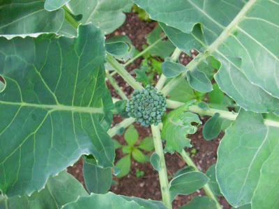 2nd round of broccoli 'Green Calabreese' 2nd round of broccoli 'Green Calabreese'