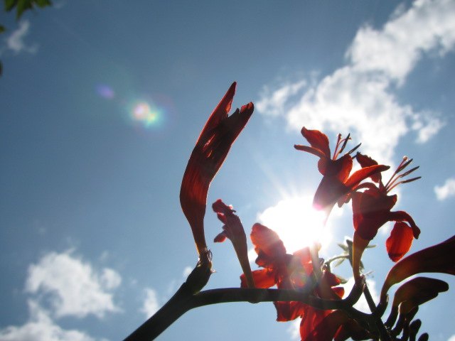 Crocosmia