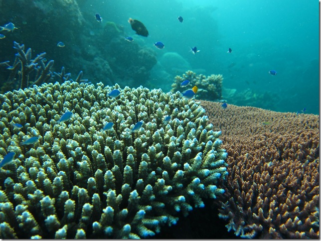 Great Barrier Reef 154