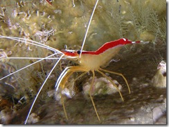 cleaner_shrimp