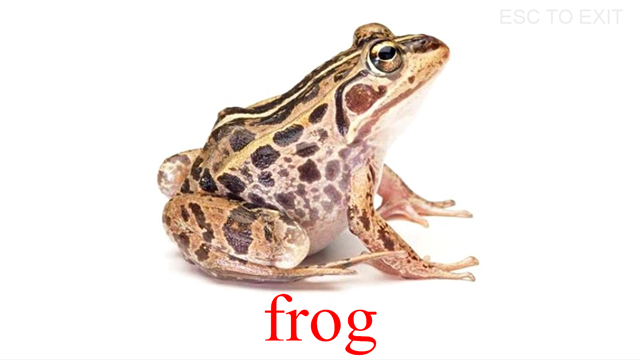 [frog flash[4].png]