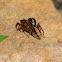 Jumping Spider