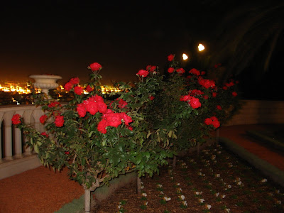 more roses