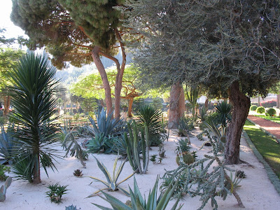 Cacti