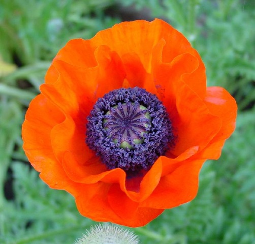 [poppyorange[5].jpg]