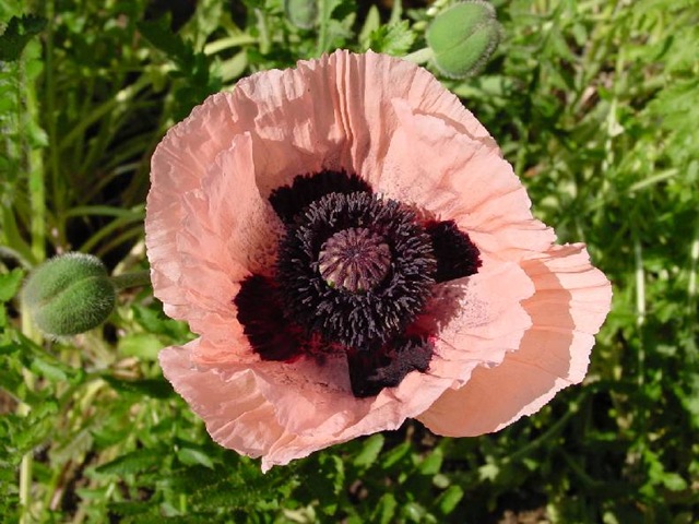 [poppypink[3].jpg]