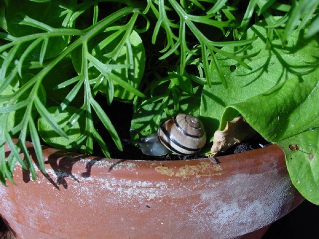 [harold2b[3].jpg]