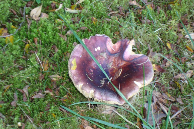 [mushroom10[7].jpg]
