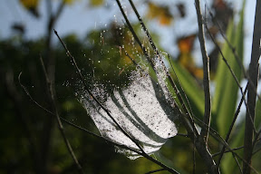 A spider web caught in morning sun light.