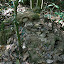 The Vietcong disguised their tunnel air vents in various ways, including dead termite mounds...