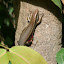 A lizard! How exciting.