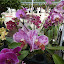Orchids everywhere