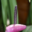Now is this really a flower?