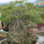 More bonsai