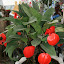 Is it a tomato?  No!  It's a flower
