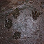 A selection of indiginous footprints that ingnore 'wet cement' signs.
