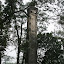 One of two obelisks, to symbolise dynastic stability and majesty erupting from the surrounding forest.