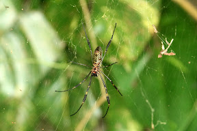 We saw this particularly vicious looking spider the next day, dying to know how venomous it is/isn't!