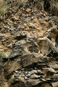 A LOT of pigeons. I'm simply Knott going to joke about this though.