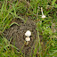 Apparently these are magic mushrooms in the turd