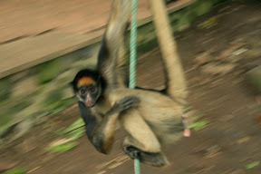 You occasionally find one swinging into your head as if to remind you to watch where you're standing...