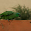 This little beauty was a resident of El Huacachnero's garden.