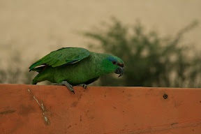 This little beauty was a resident of El Huacachnero's garden.