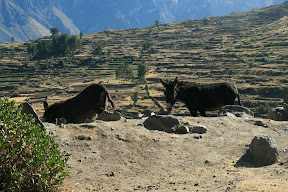There is a genealogical law that dictates the successful procreation of asses, mules and horses; answers on a postcard.